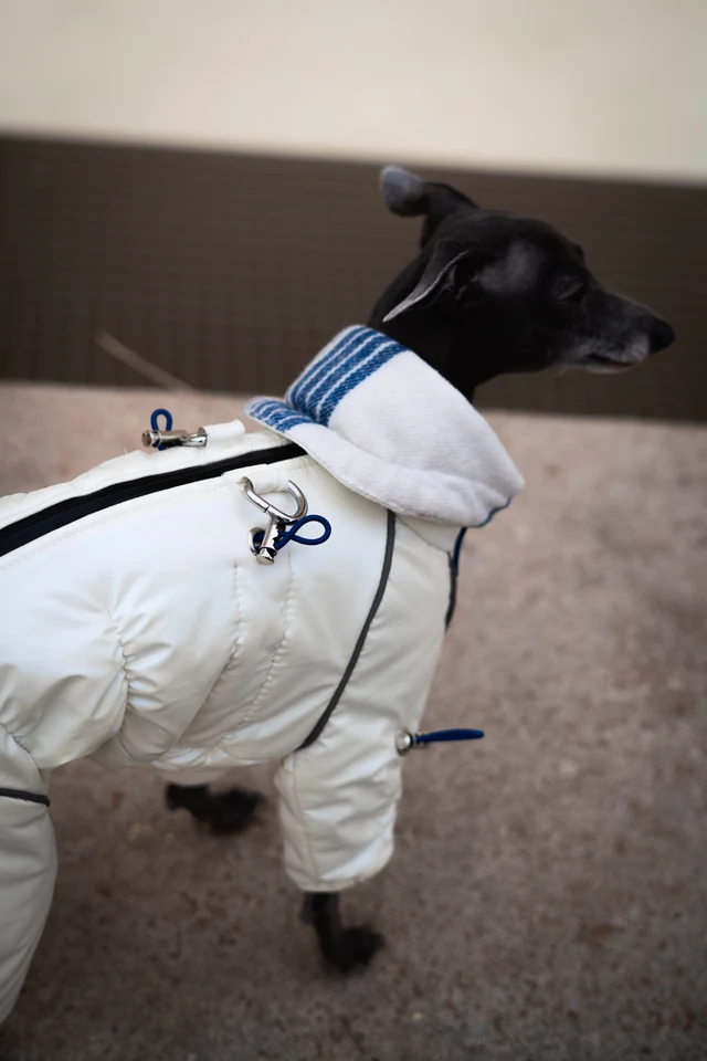 Italian Greyhound wearing a white padded coverall with blue details