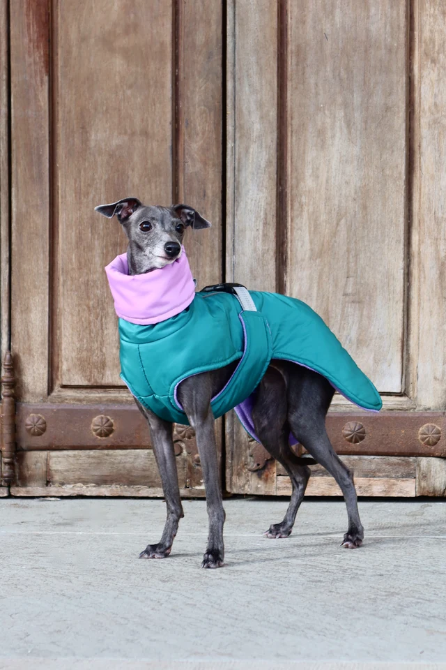 Italian Greyhound in a turquoise sleeveless jacket with lilac lining