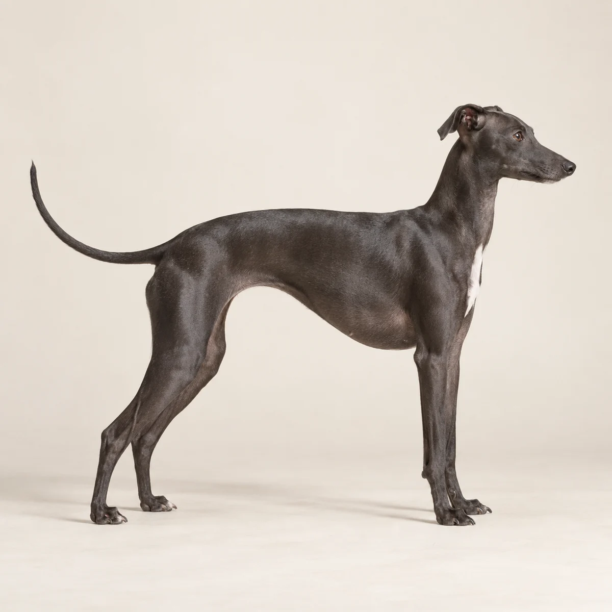 Italian Greyhound standing upright in side profile; the overlay marks the chest just behind the front legs.