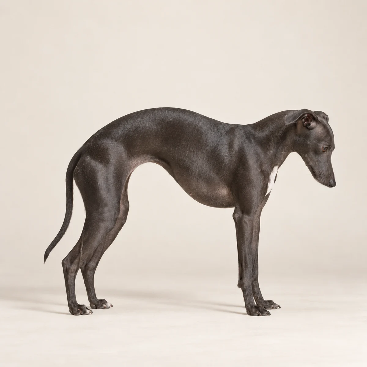 Italian Greyhound with lowered head, rounded back and lowered tail; red circles mark an incorrect tape placement from the neck onto the tail.