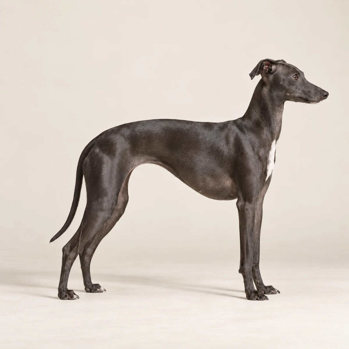 Italian Greyhound in side profile; the measuring tape runs diagonally across the chest, showing incorrect placement.
